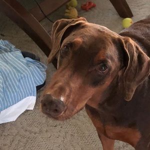 Meet your Posher, Nancy